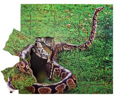 Just Jigsaws 644 Had a jeho životní cyklus - dřevěné vrstvené puzzle / 19 dílů / od 3 let