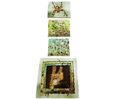 Just Jigsaws 645 Pavouk a jeho životní cyklus - dřevěné vrstvené puzzle / 19 dílů / od 3 let