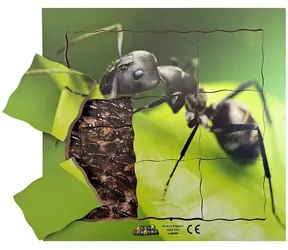 Just Jigsaws 646 Mravenec a jeho životní cyklus - dřevěné vrstvené puzzle / 19 dílů / od 3 let