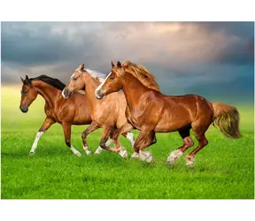 Castorland 54084 Puzzle Koně v jarním spěchu / 500 dílků / od 9 let