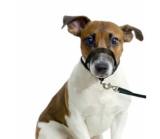 Karlie Ohlávka jednoduchá černá XS