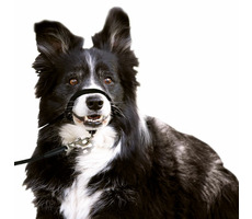 Karlie Ohlávka jednoduchá černá S