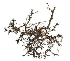 Lucky Reptile Desert Bushes Přírodní cca 25-40 cm