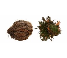 Lucky Reptile "Rose of Jericho" 50 g