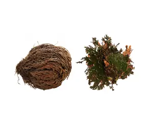 Lucky Reptile "Rose of Jericho" 50 g