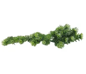 Lucky Reptile Turtle Plants Horn Fern cca 40 cm