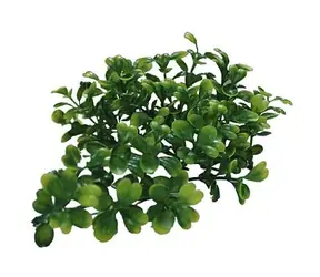 Lucky Reptile Turtle Plants Bacopa cca 40 cm