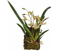 Lucky Reptile Jungle Plants kvetoucí Závěsná orchidej - bílá cca 20x30 cm