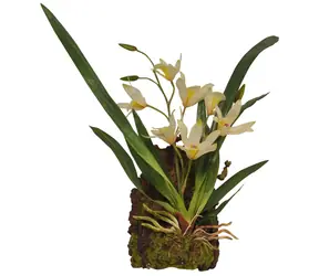 Lucky Reptile Jungle Plants kvetoucí Závěsná orchidej - bílá cca 20x30 cm