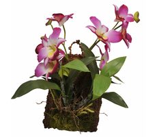 Lucky Reptile Jungle Plants kvetoucí Závěsná orchidej - purpurová cca 20x30 cm