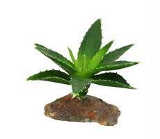 Lucky Reptile-Sukulenty Agave malé cca 10 cm