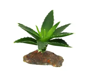 Lucky Reptile-Sukulenty Agave malé cca 10 cm