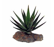 Lucky Reptile-Sukulenty Tiger Aloe cca 8 cm