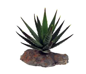 Lucky Reptile-Sukulenty Tiger Aloe cca 8 cm