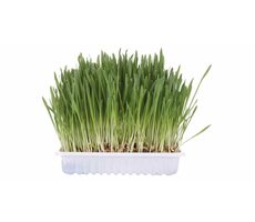 TRIXIE 4236 Tráva pro kočku v sáčku 100g