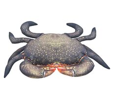 Gaby Polštář Krab bahenní 60cm