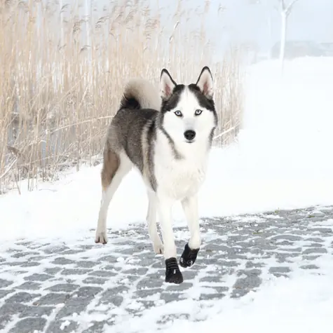 TRIXIE Ochranné botičky WALKER ACTIVE M 2 ks / Kokršpaněl