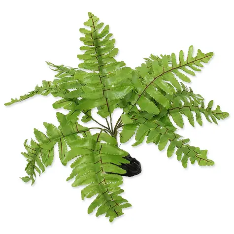 Repti Planet Rostlina kapradí Nephrolepis 20cm