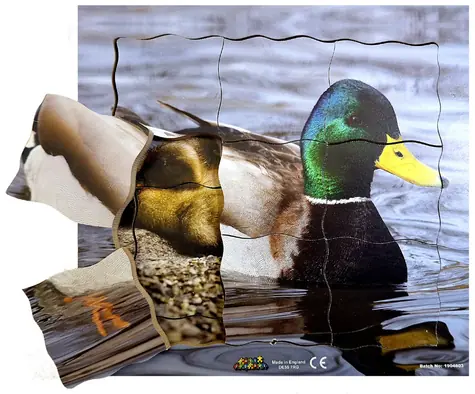 Just Jigsaws 603 Kačer a jeho životní cyklus - dřevěné vrstvené puzzle / 19 dílů / od 3 let