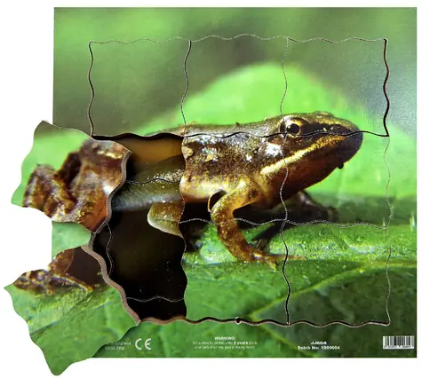 Just Jigsaws 604 Žába a její životní cyklus - dřevěné vrstvené puzzle / 19 dílů / od 3 let