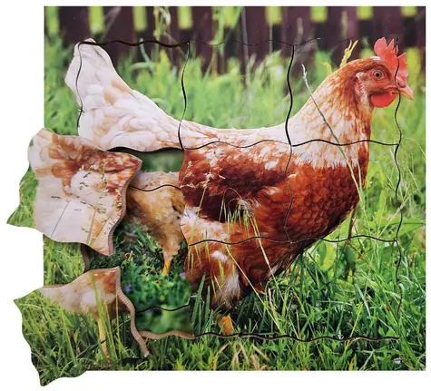 Just Jigsaws 640 Slepice a její životní cyklus - dřevěné vrstvené puzzle / 19 dílů / od 3 let
