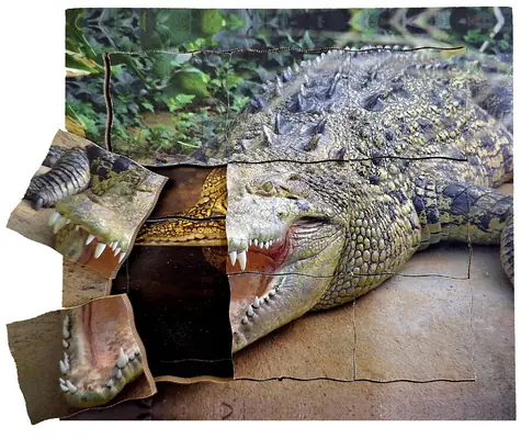 Just Jigsaws 641 Krokodýl a jeho životní cyklus - dřevěné vrstvené puzzle / 19 dílů / od 3 let