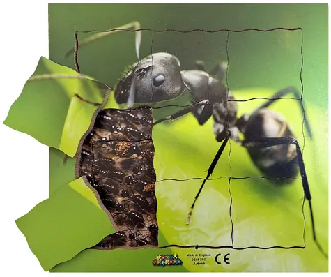 Just Jigsaws 646 Mravenec a jeho životní cyklus - dřevěné vrstvené puzzle / 19 dílů / od 3 let