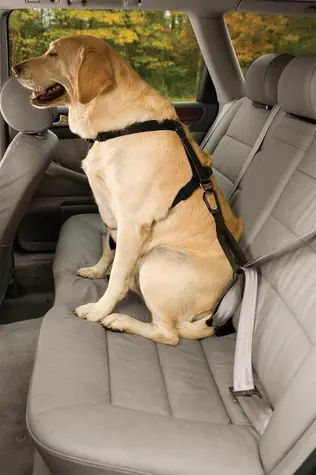 Kurgo Seatbelt Tether černá / Bezpečnostní autopás pro psa s ouškem 