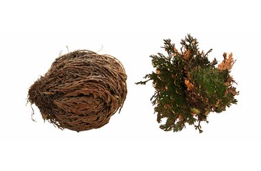 Lucky Reptile "Rose of Jericho" 50 g