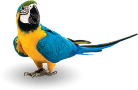 Ptactvo